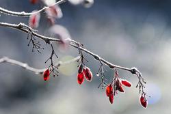 Dolori articolari in menopausa: quanto contano gli estrogeni